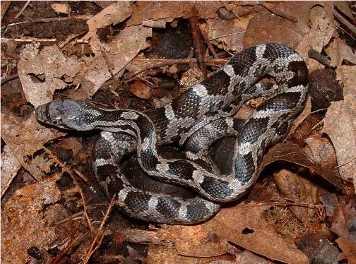 baby rat snake on mothballs